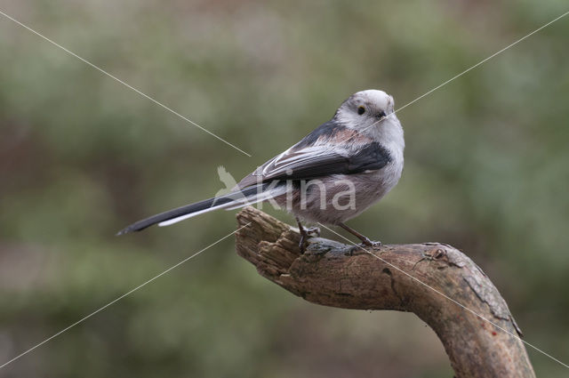 Long-tailed Tit (Aegithalos caudatus)