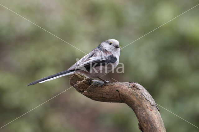 Long-tailed Tit (Aegithalos caudatus)