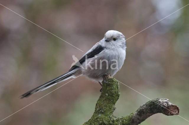 Long-tailed Tit (Aegithalos caudatus)