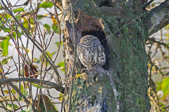 Little Owl (Athene noctua)