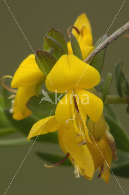 Stekelbrem (Genista anglica)