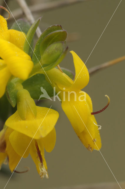 Stekelbrem (Genista anglica)