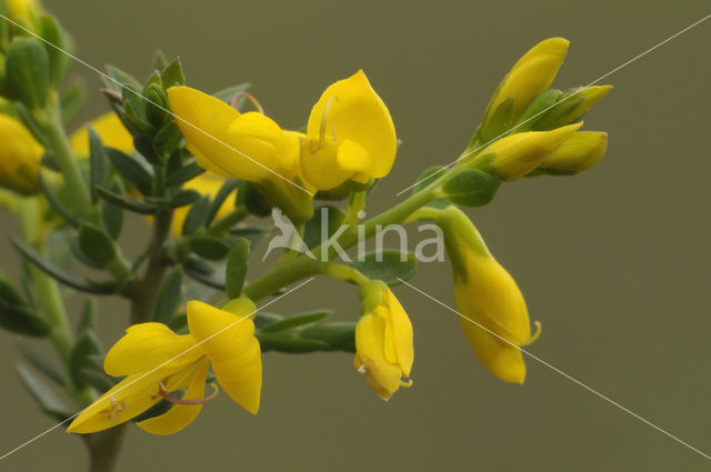 Stekelbrem (Genista anglica)