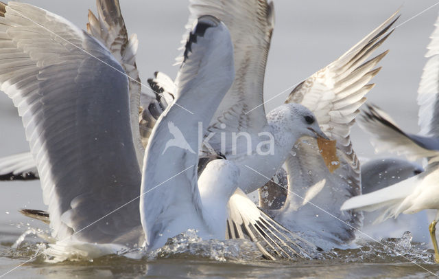 Stormmeeuw (Larus canus)