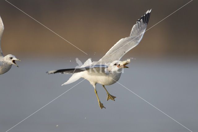 Mew Gull (Larus canus)