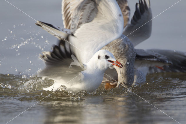 Stormmeeuw (Larus canus)