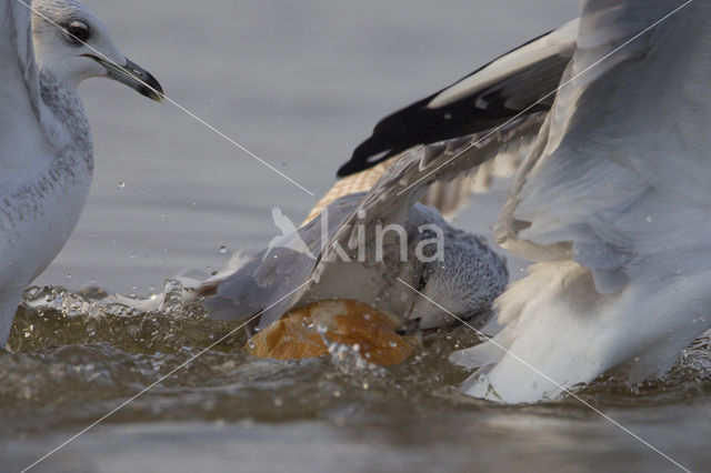 Mew Gull (Larus canus)