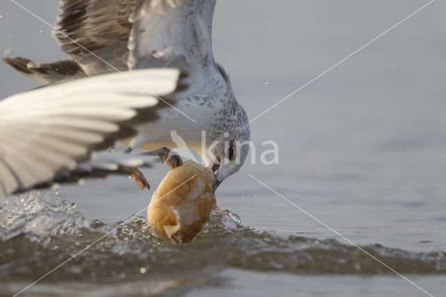 Stormmeeuw (Larus canus)