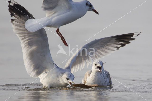 Stormmeeuw (Larus canus)