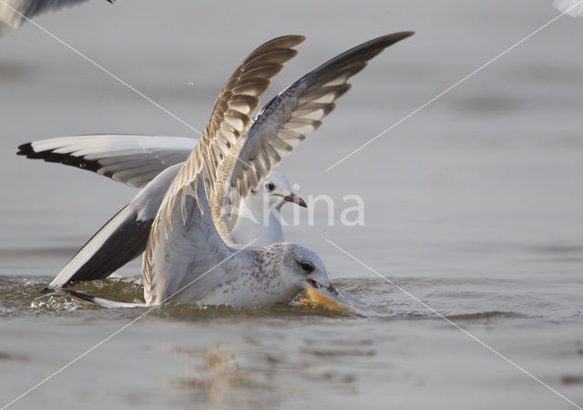 Mew Gull (Larus canus)