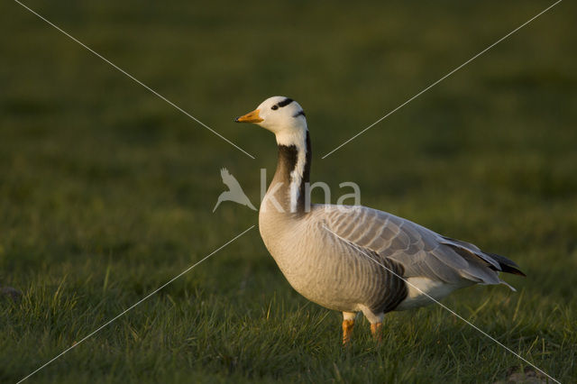 Bar-headed Goose (Anser indicus)