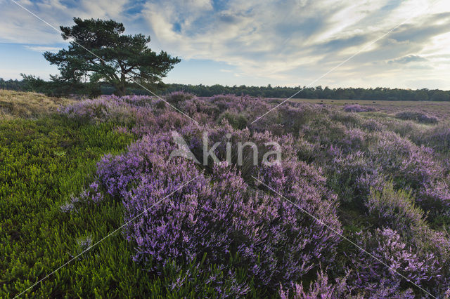 Heather
