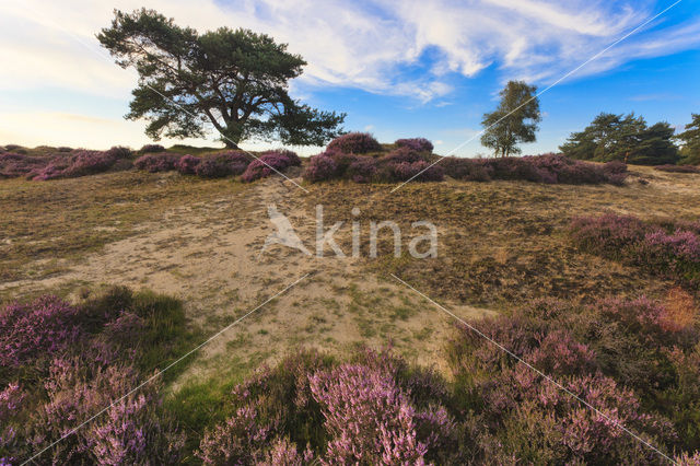 Heather