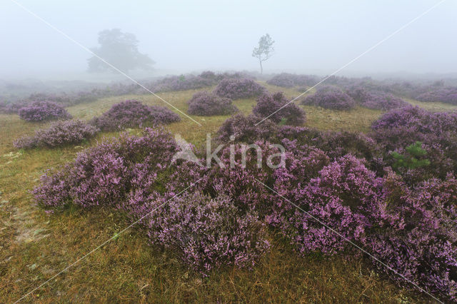 Heather