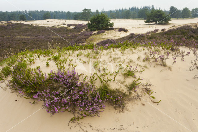 Struikheide