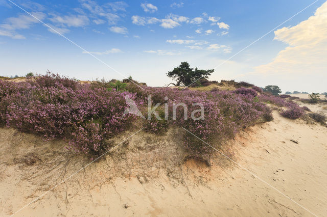 Heather