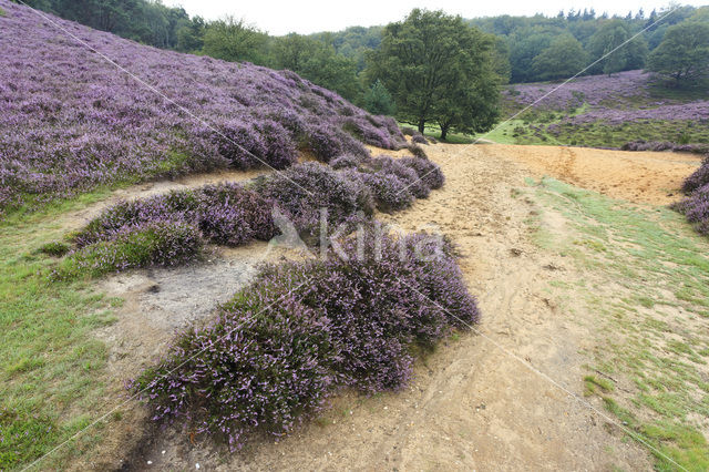 Struikheide