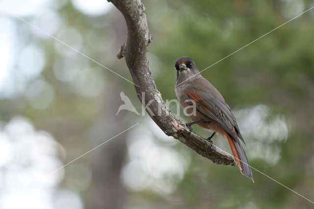 Siberian Jay (Perisoreus infaustus)