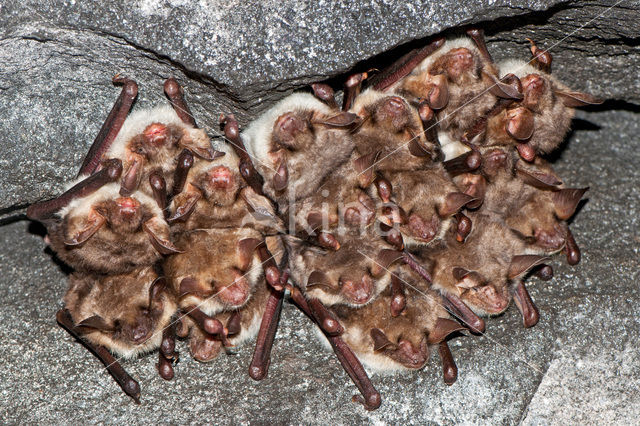 Mouse-eared Bat (Myotis myotis)