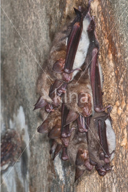 Mouse-eared Bat (Myotis myotis)