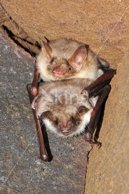 Vale vleermuis (Myotis myotis)