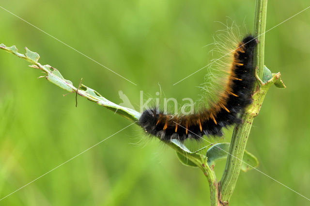 Veelvraat (Macrothylacia rubi)