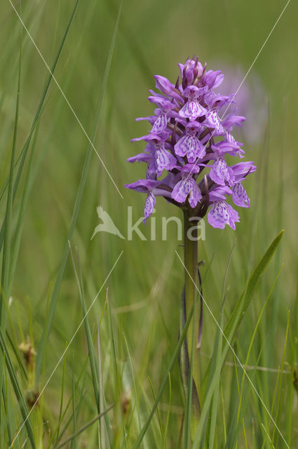 Veenorchis (Dactylorhiza majalis subsp. sphagnicola)