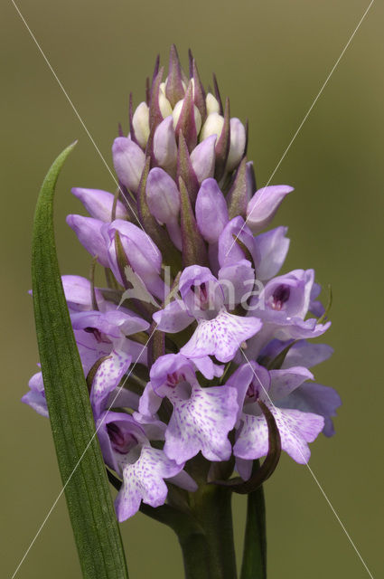 Dactylorhiza majalis subsp. sphagnicola