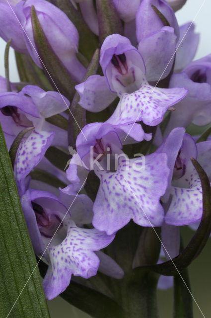 Dactylorhiza majalis subsp. sphagnicola