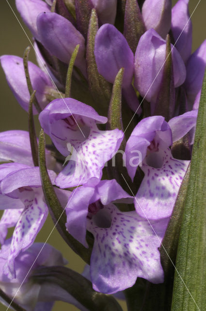 Dactylorhiza majalis subsp. sphagnicola