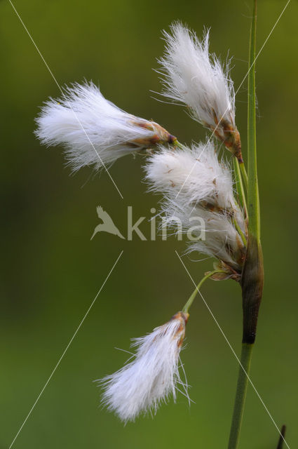 Veenpluis (Eriophorum angustifolium)