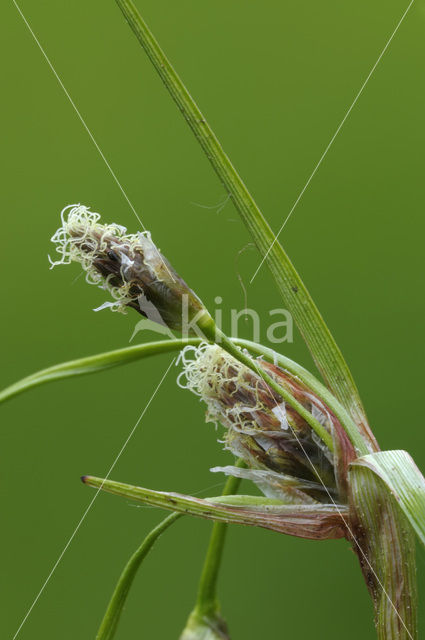 Veenpluis (Eriophorum angustifolium)
