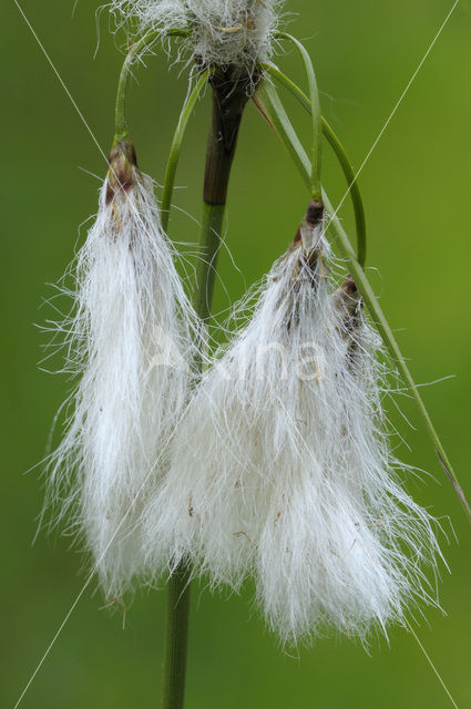 Veenpluis (Eriophorum angustifolium)