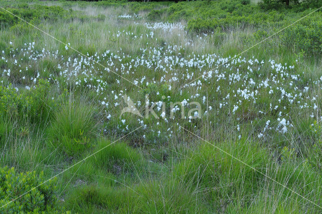 Veenpluis (Eriophorum angustifolium)