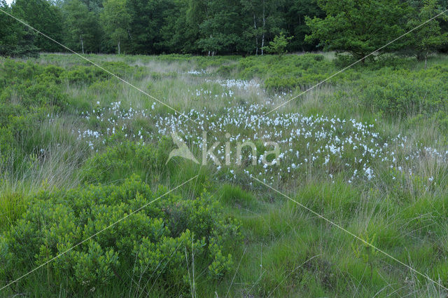 Veenpluis (Eriophorum angustifolium)