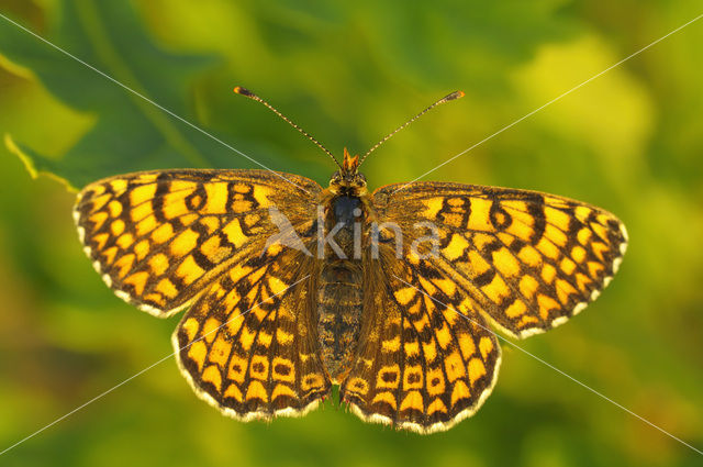 Veldparelmoervlinder (Melitaea cinxia)