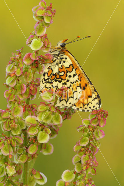 Glanville Fritellary (Melitaea cinxia)