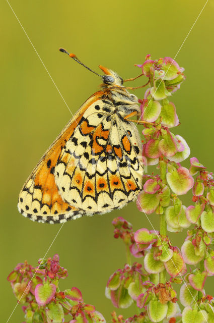 Veldparelmoervlinder (Melitaea cinxia)