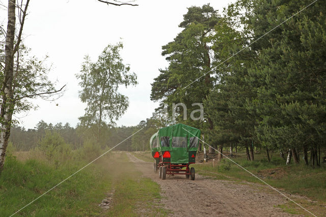 Veluwe