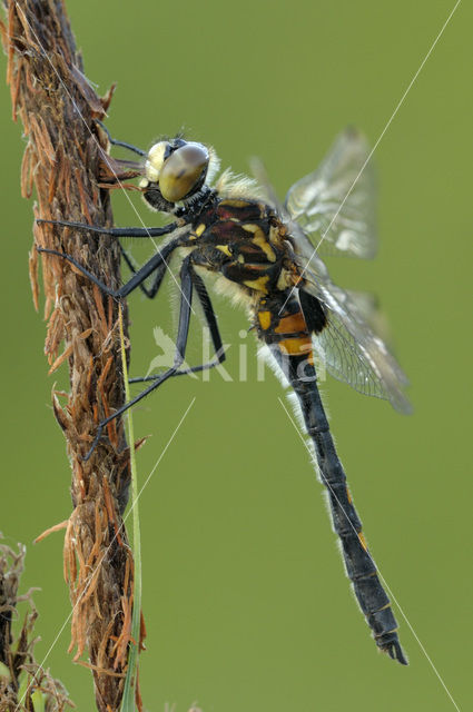 White-faced Darter (Leucorrhinia dubia)