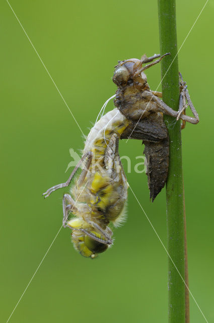 Viervlek (Libellula quadrimaculata)