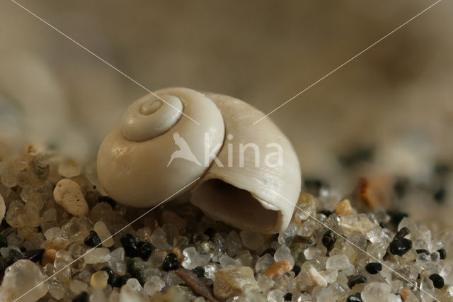 Vijverpluimdrager (Valvata piscinalis)