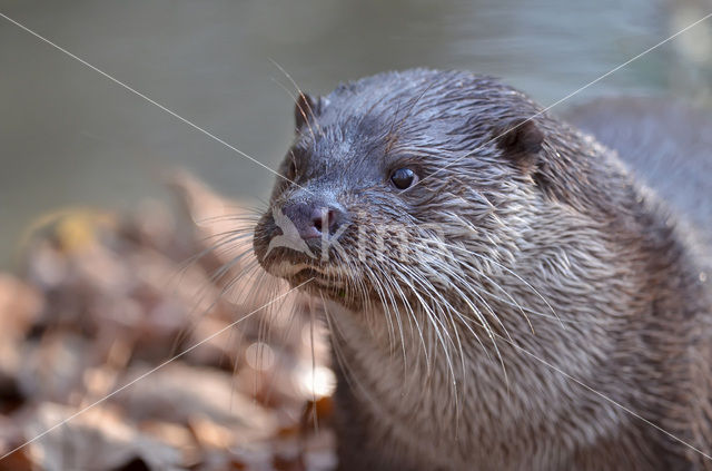 Visotter