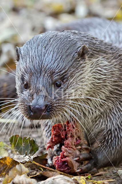 Visotter