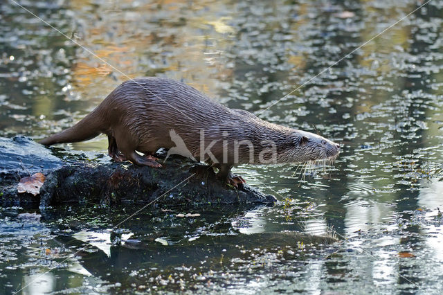 European Otter (Lutra lutra)