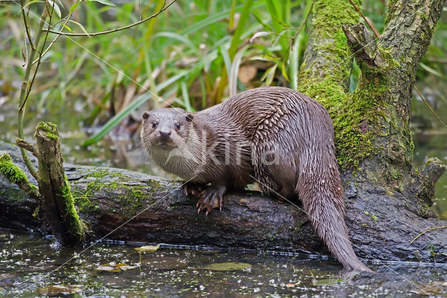 European Otter (Lutra lutra)