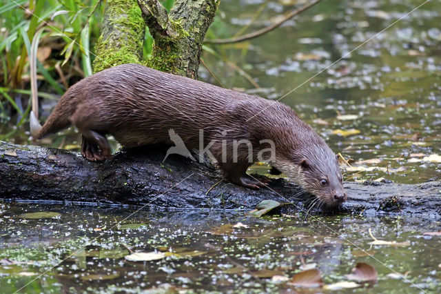 European Otter (Lutra lutra)