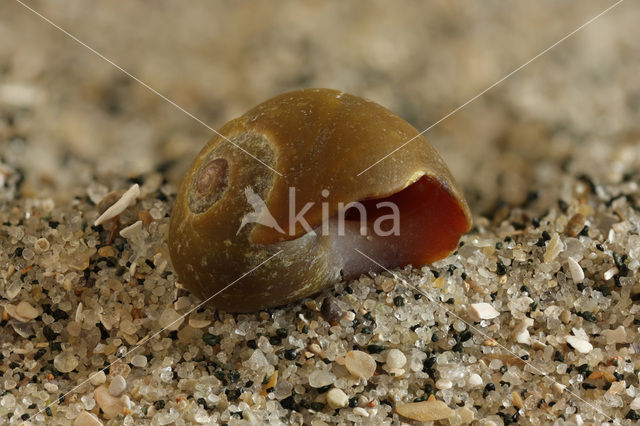 Flat Periwinkle (Littorina fabalis)