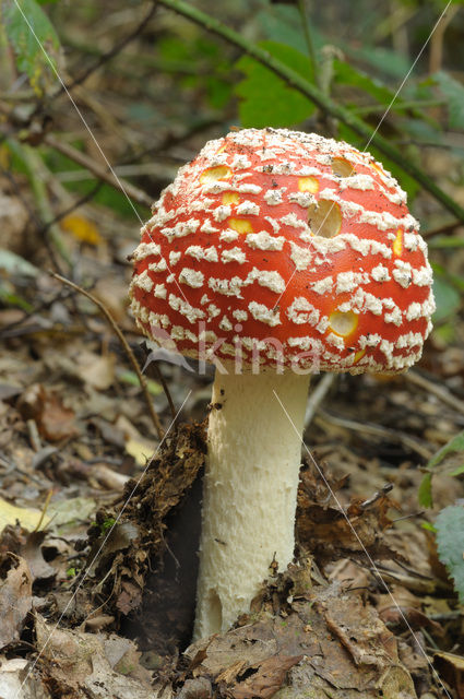 Fly agaric (Amanita muscaria)