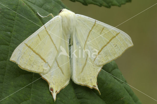 Swallow-tailed Moth (Ourapteryx sambucaria)